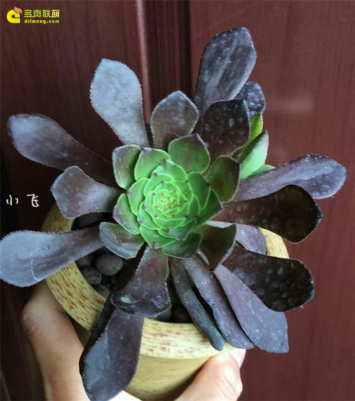 法师三仙之嘉年华(Aeonium Fiesta)