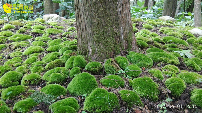 寂照庵里的多肉植物和玉蝶