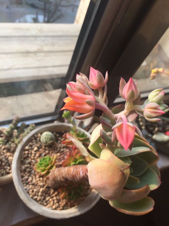 碧桃 Echeveria Peach Pride 