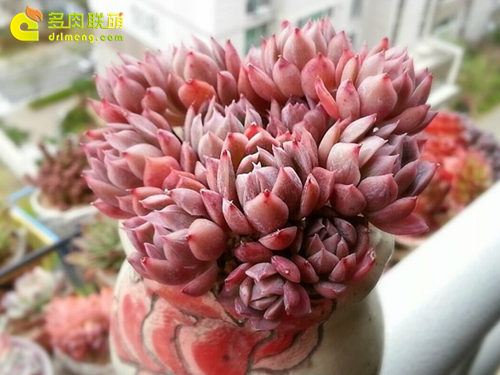 蓝安娜Echeveria Bradburyana