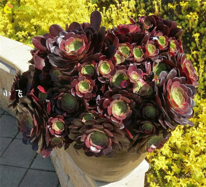 紫羊绒（Aeonium velour）