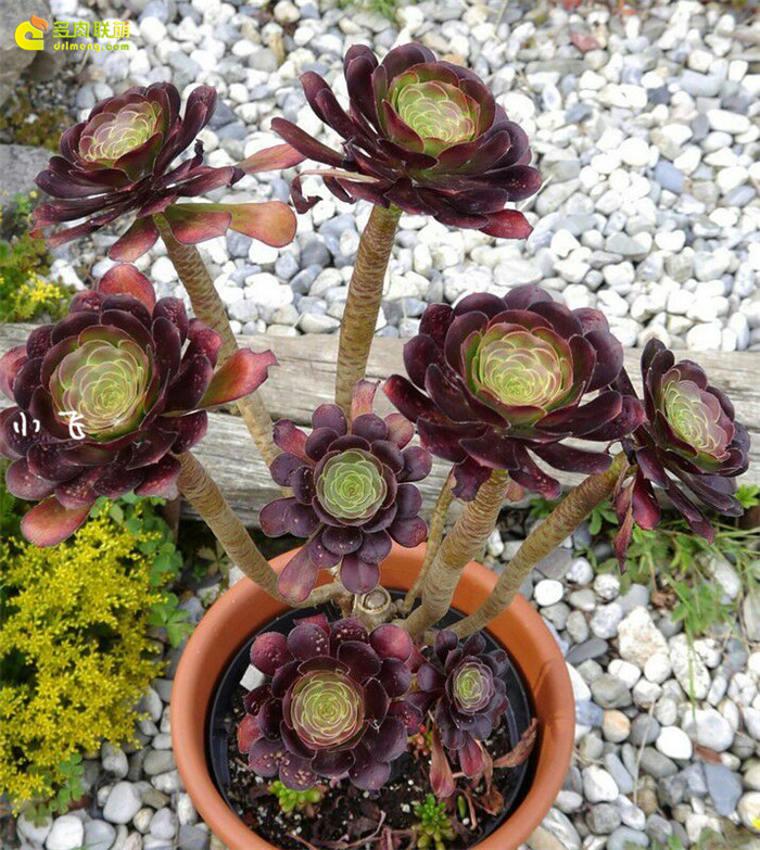 法师梅花柏迪（Aeonium plum purdy）