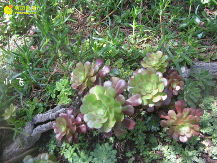 紫羊绒（Aeonium velour）