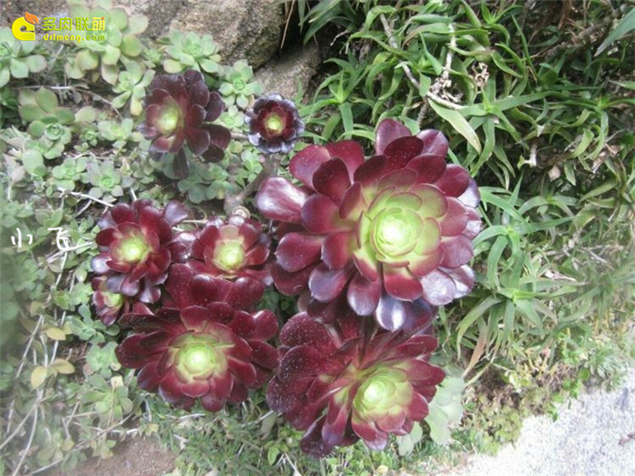 紫羊绒（Aeonium velour）