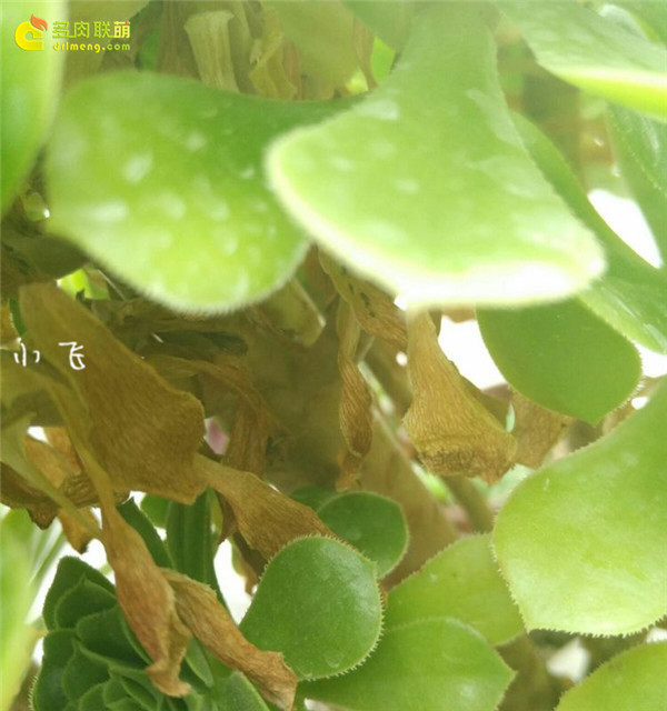 网购法师怎么上盆