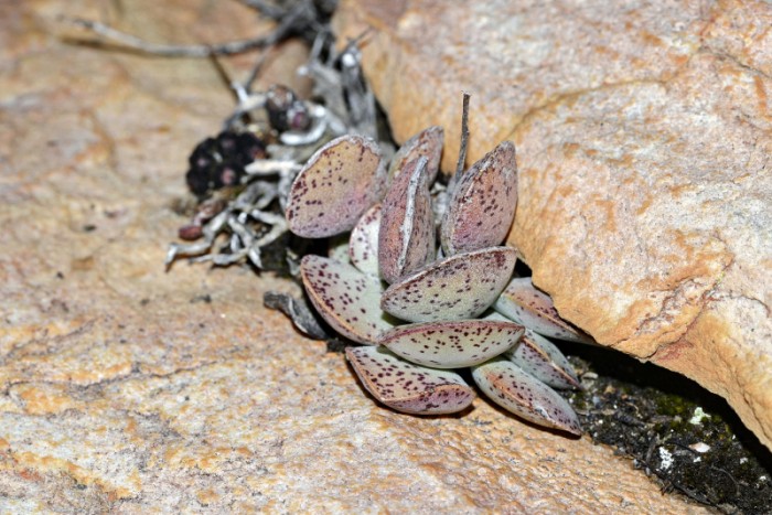 原生地的Adromischus hemisphaericus 松虫？