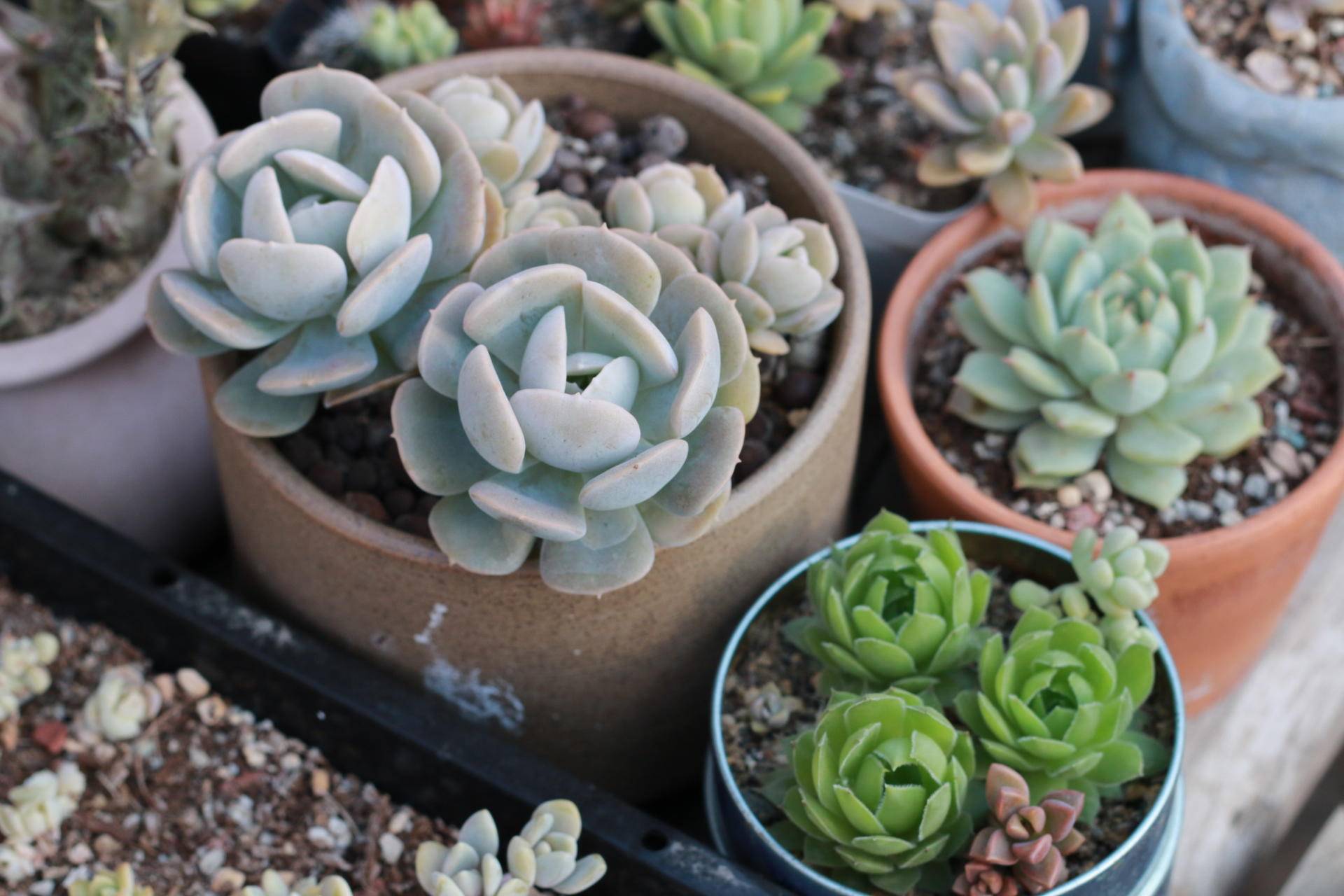 院子里种植的多肉植物