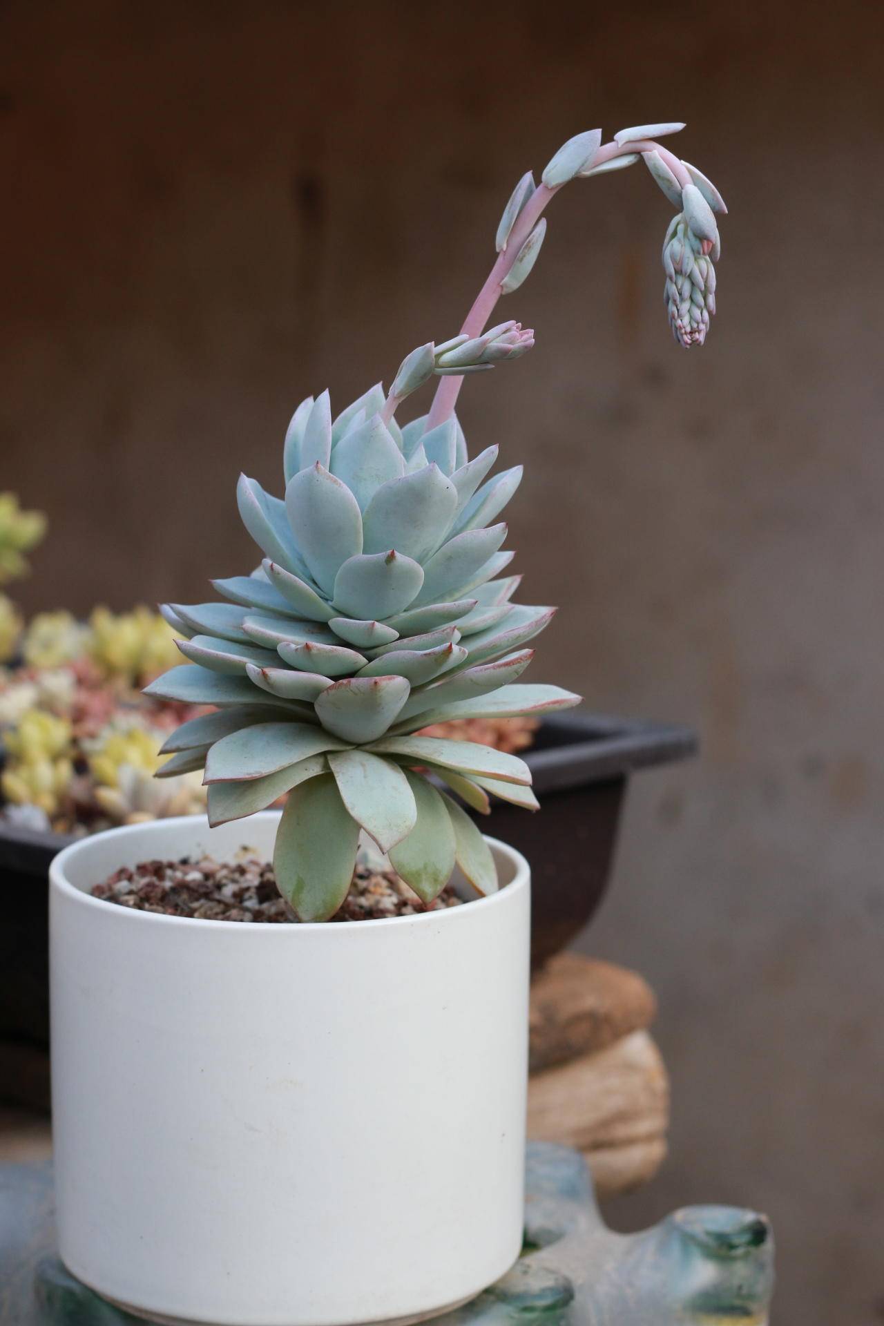 院子里种植的多肉植物