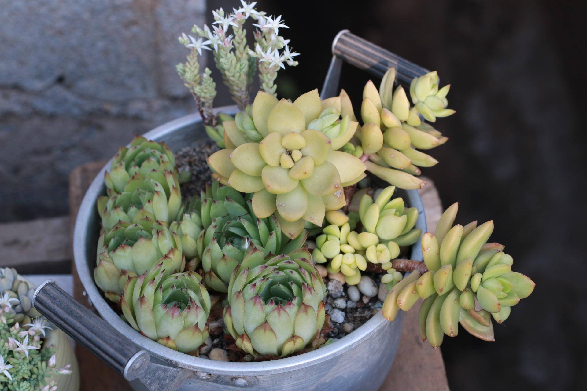 院子里种植的多肉植物