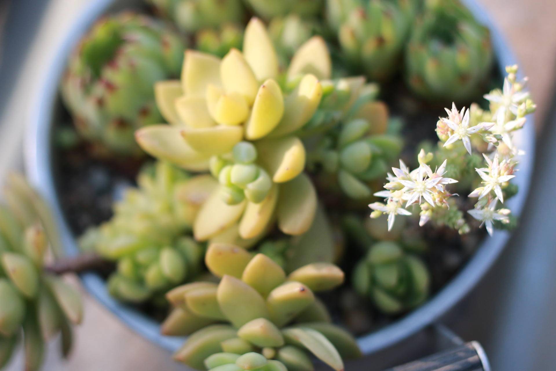 院子里种植的多肉植物