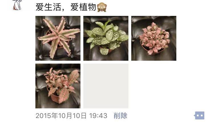 我的多肉情缘