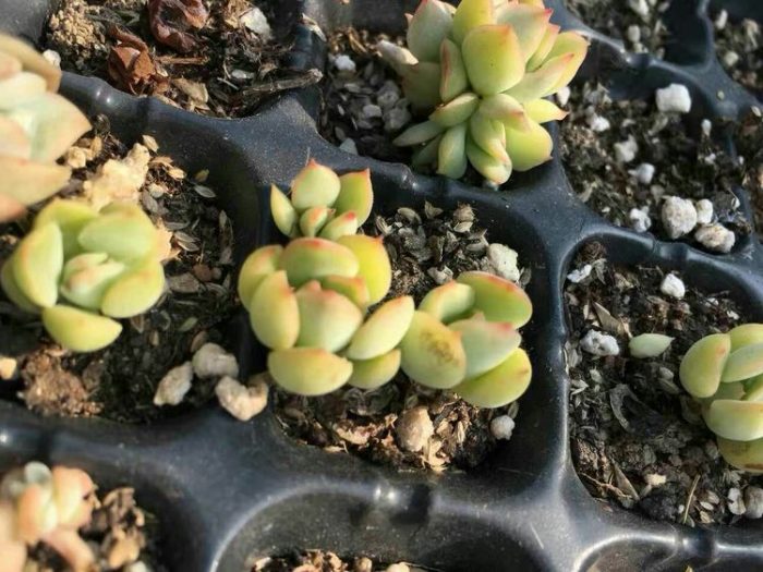 朋友要，不舍得给的多肉