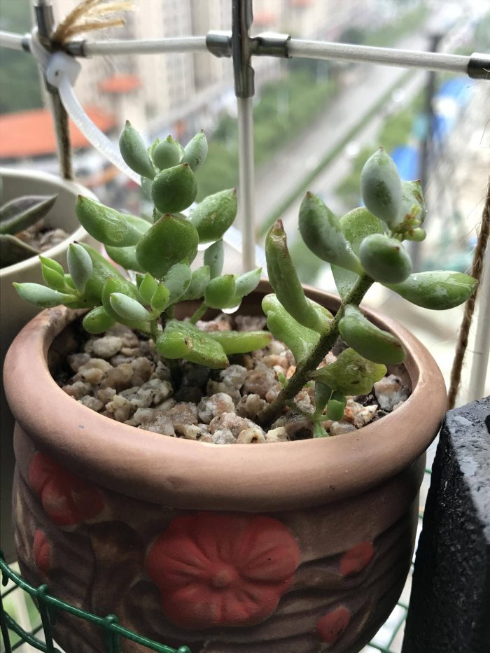 梅雨季节里淋雨的多肉