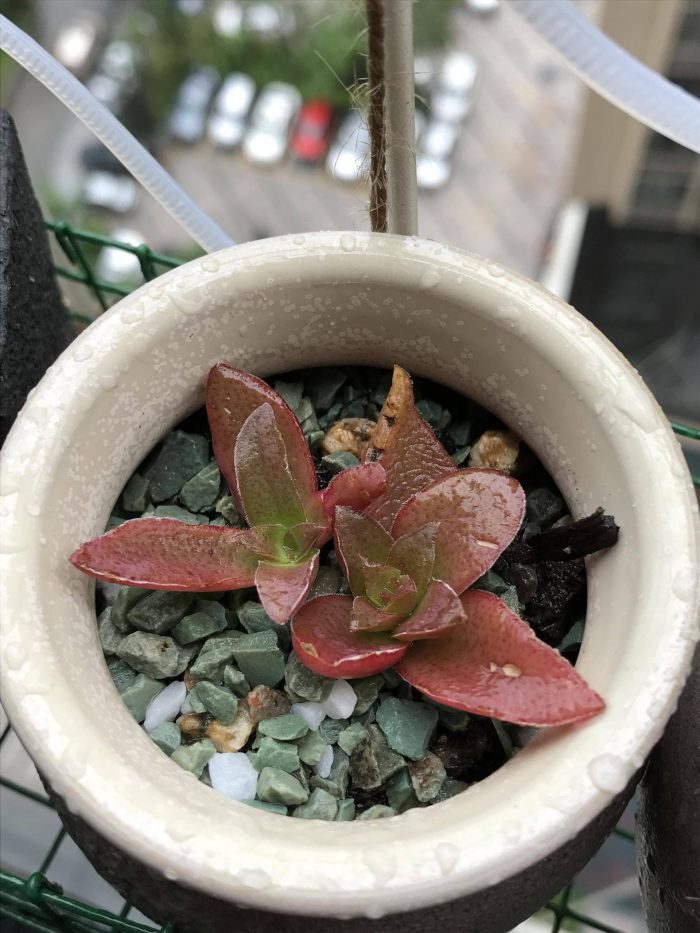梅雨季节里淋雨的多肉