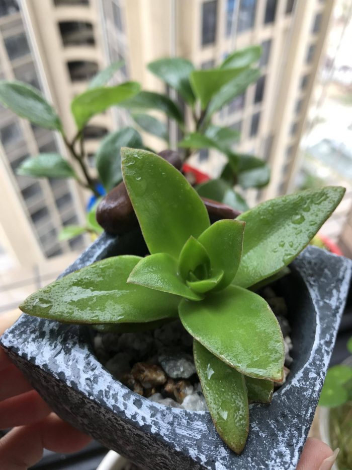 梅雨季节里淋雨的多肉