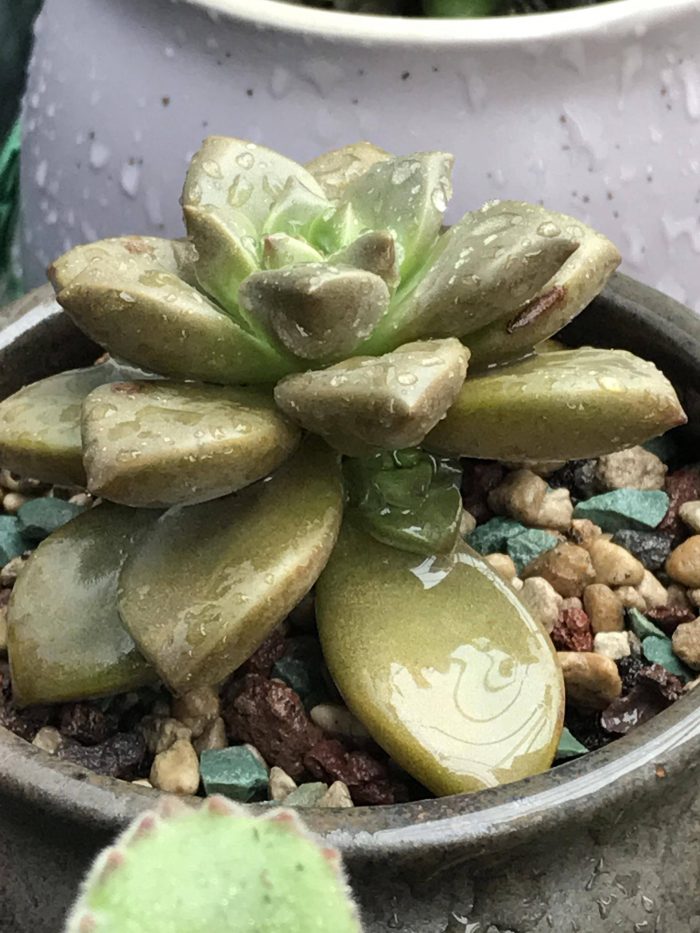 梅雨季节里淋雨的多肉