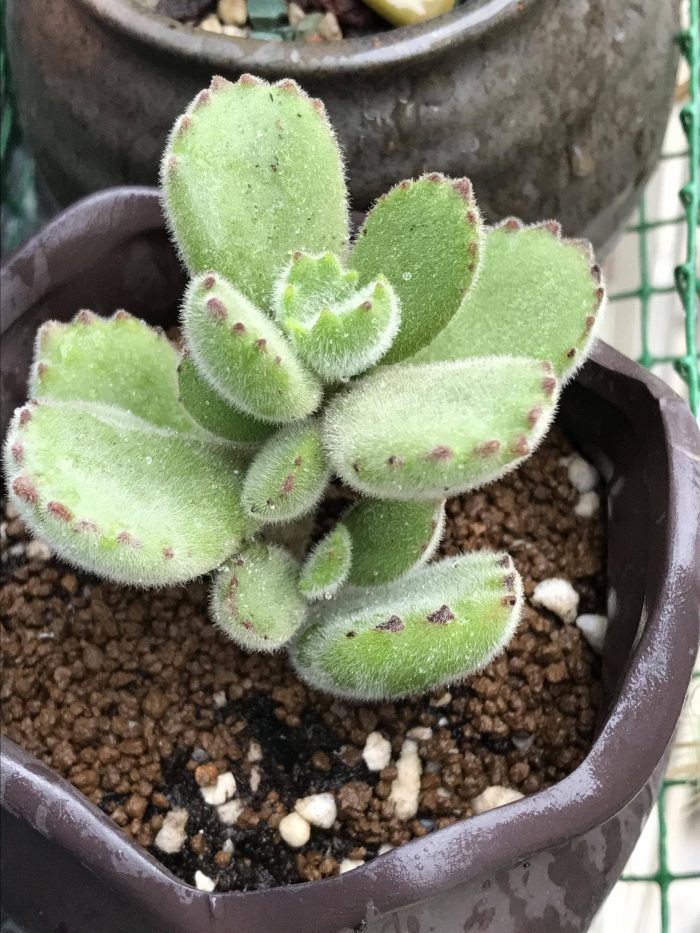 梅雨季节里淋雨的多肉