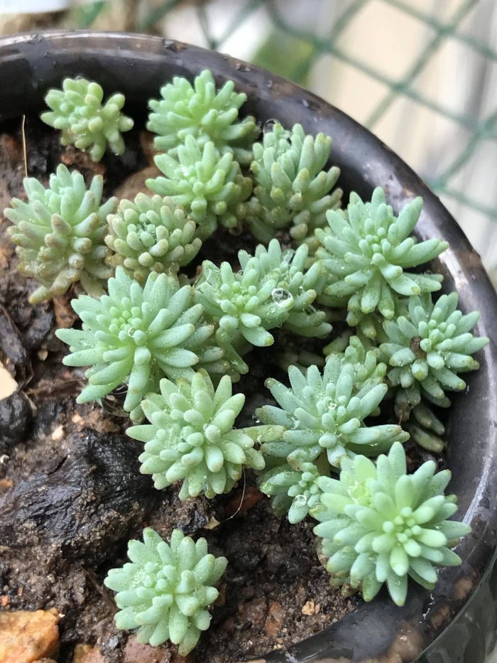 梅雨季节里淋雨的多肉