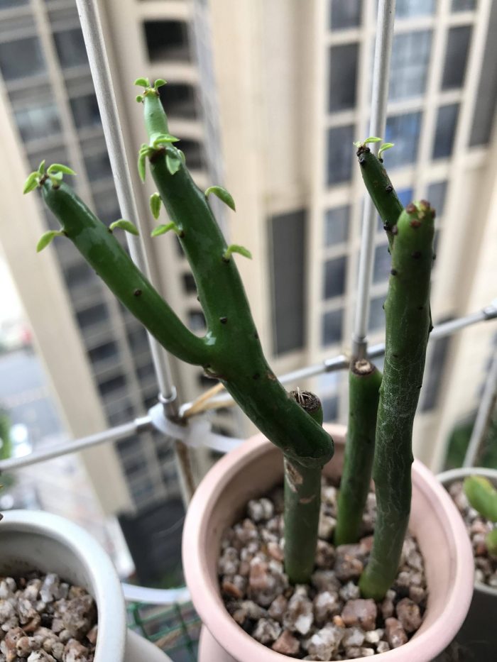 梅雨季节里淋雨的多肉