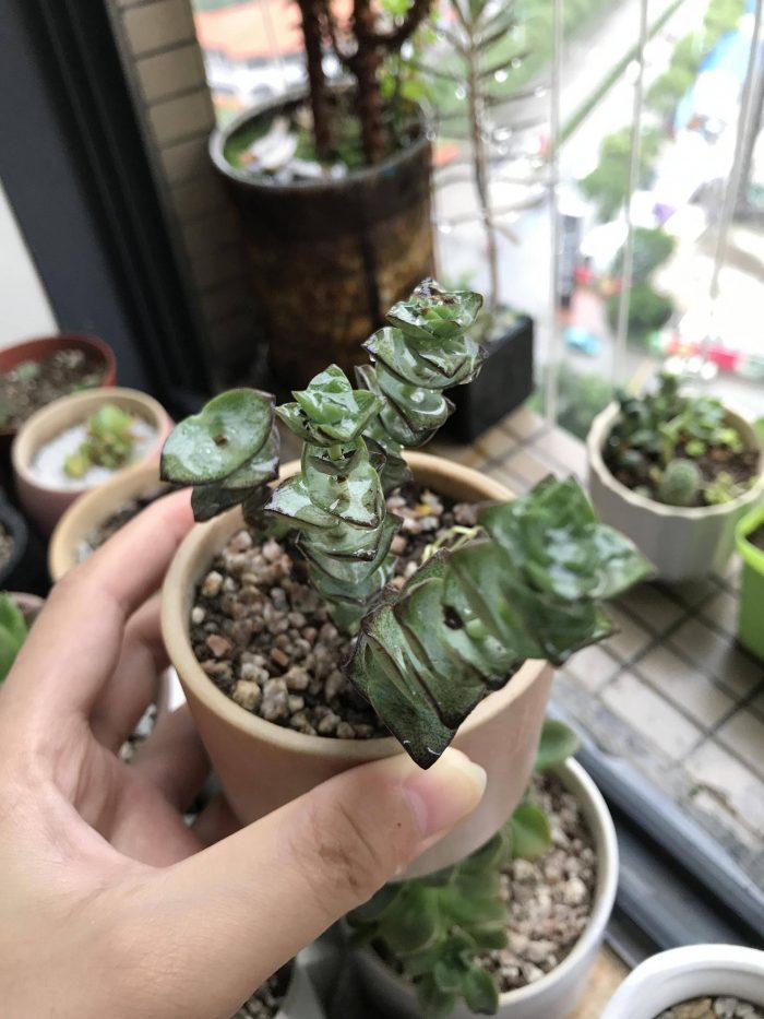 梅雨季节里淋雨的多肉