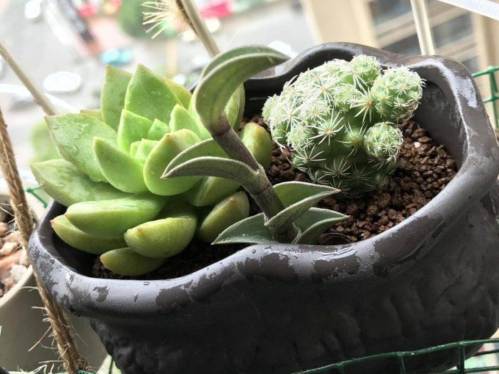 梅雨季节里淋雨的多肉
