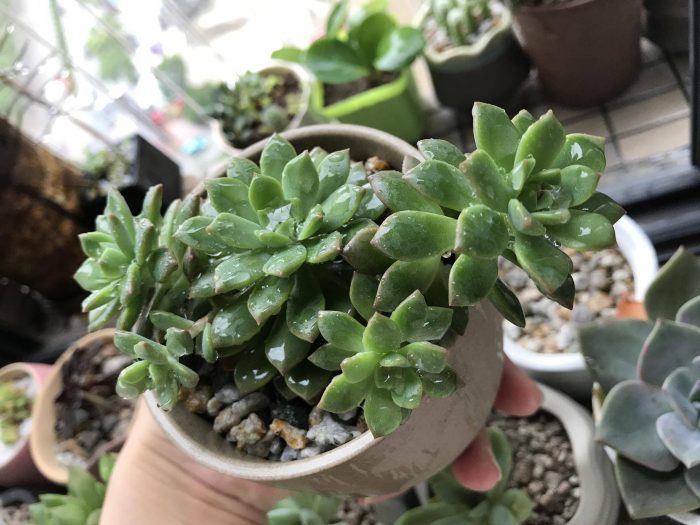 梅雨季节里淋雨的多肉