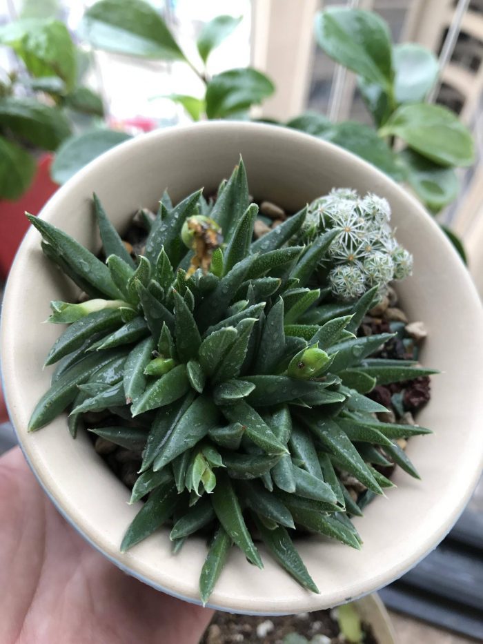 梅雨季节里淋雨的多肉