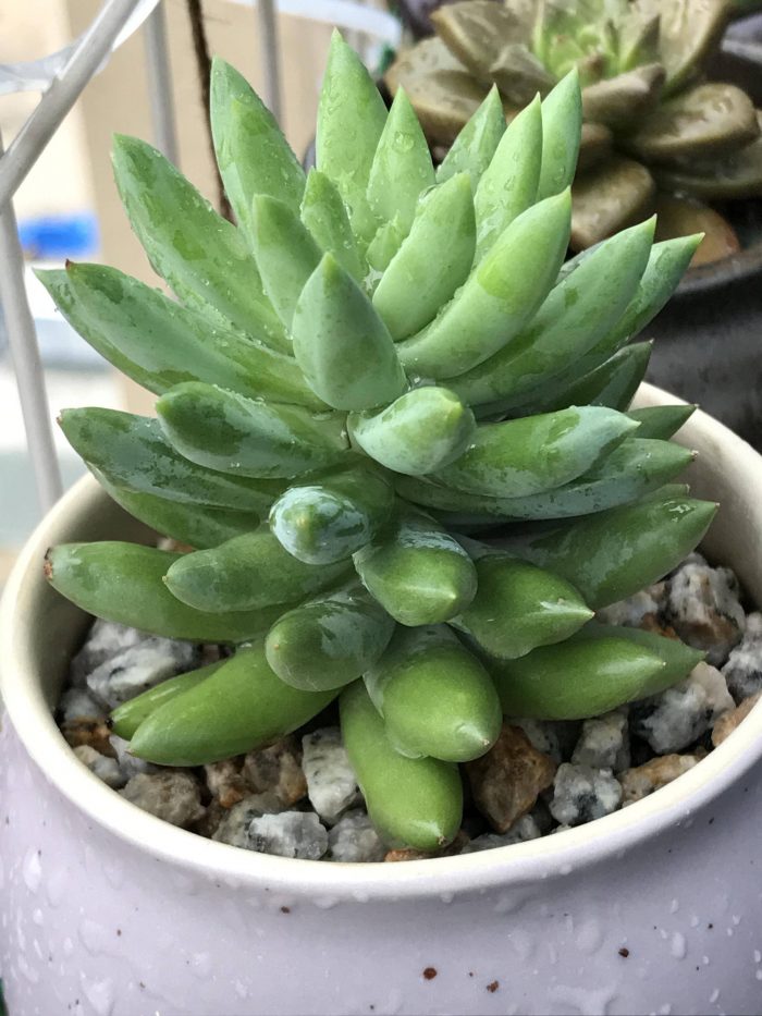 梅雨季节里淋雨的多肉