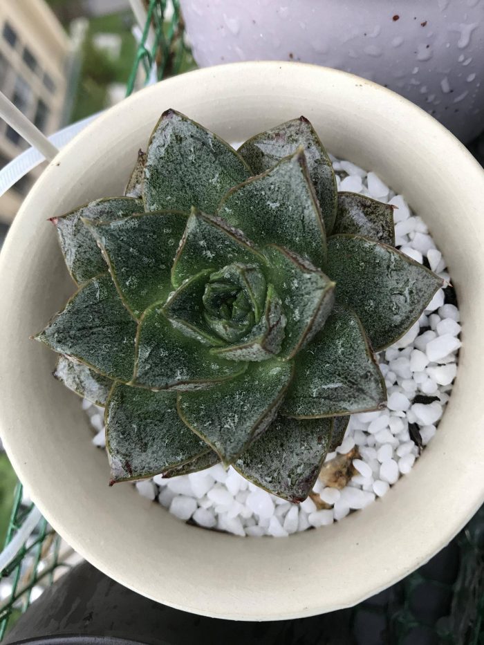 梅雨季节里淋雨的多肉