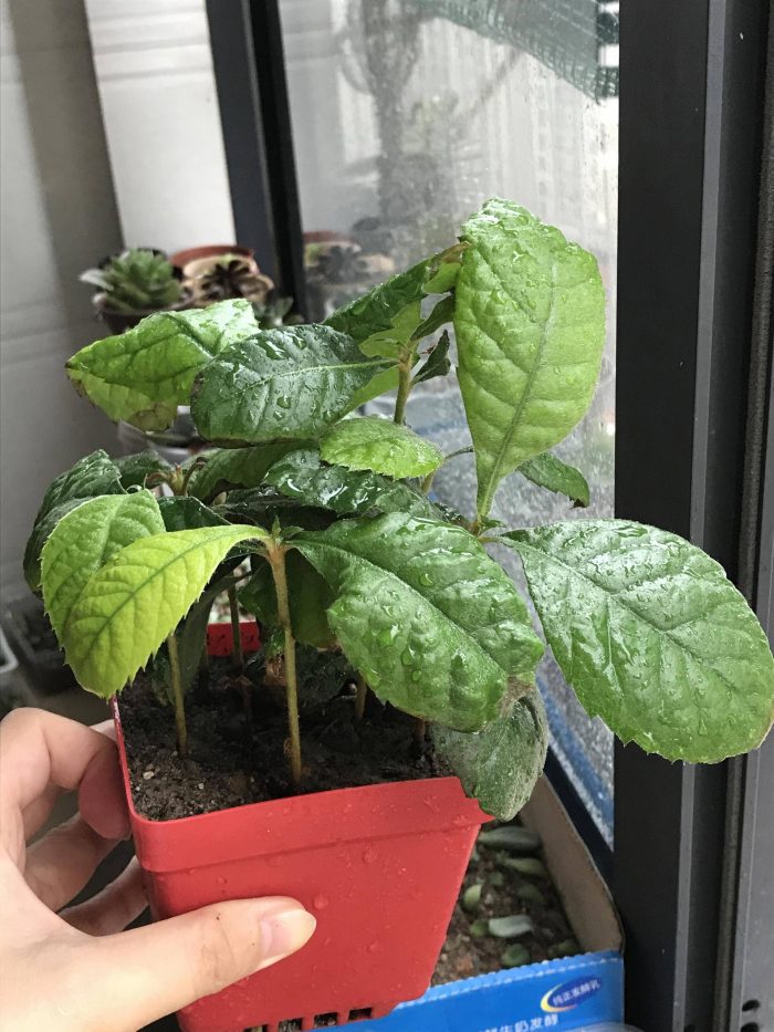 梅雨季节里淋雨的多肉