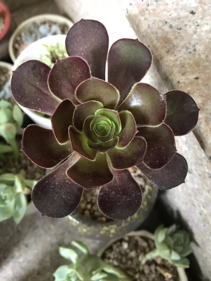 梅雨季节里淋雨的多肉