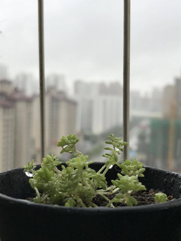 梅雨季节里淋雨的多肉