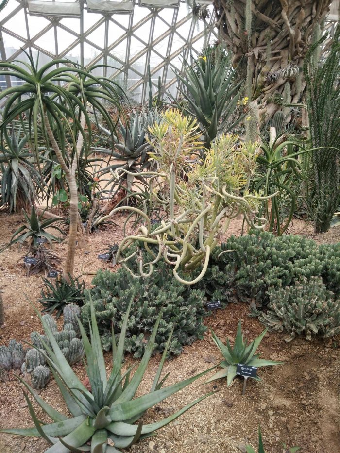 上海辰山植物园里的多肉植物