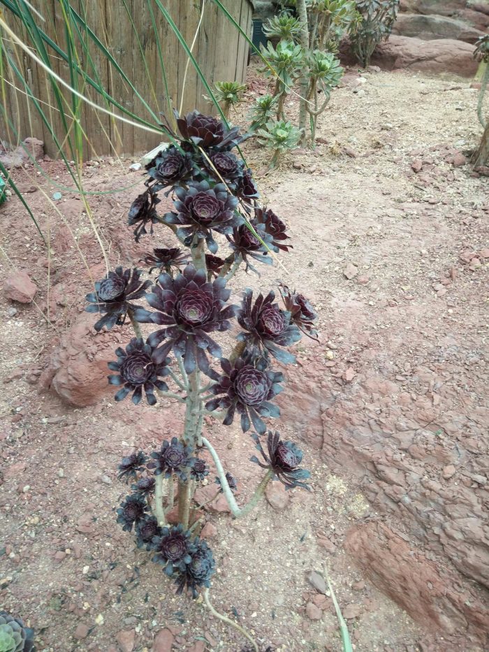 上海辰山植物园里的多肉植物