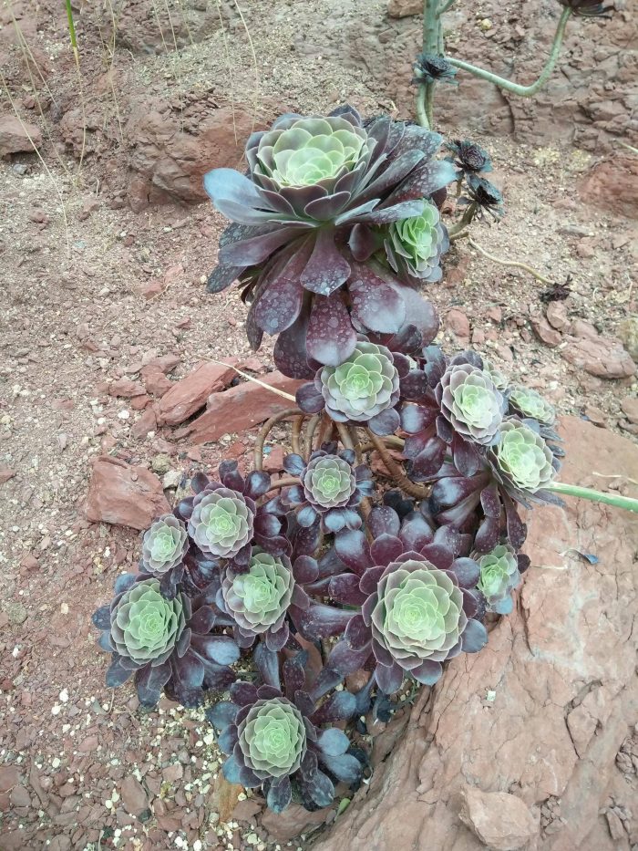 上海辰山植物园里的多肉植物