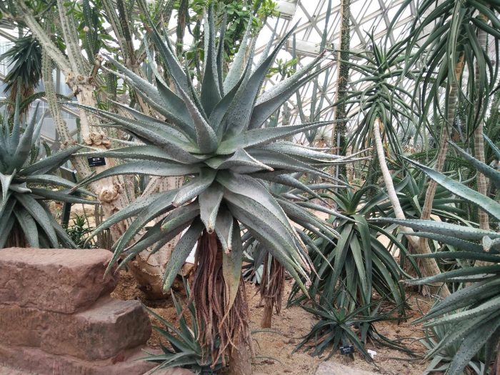 上海辰山植物园里的多肉植物