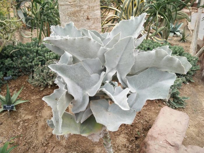 上海辰山植物园里的多肉植物