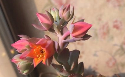 碧桃 Echeveria Peach Pride 