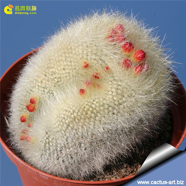 雪晃缀化