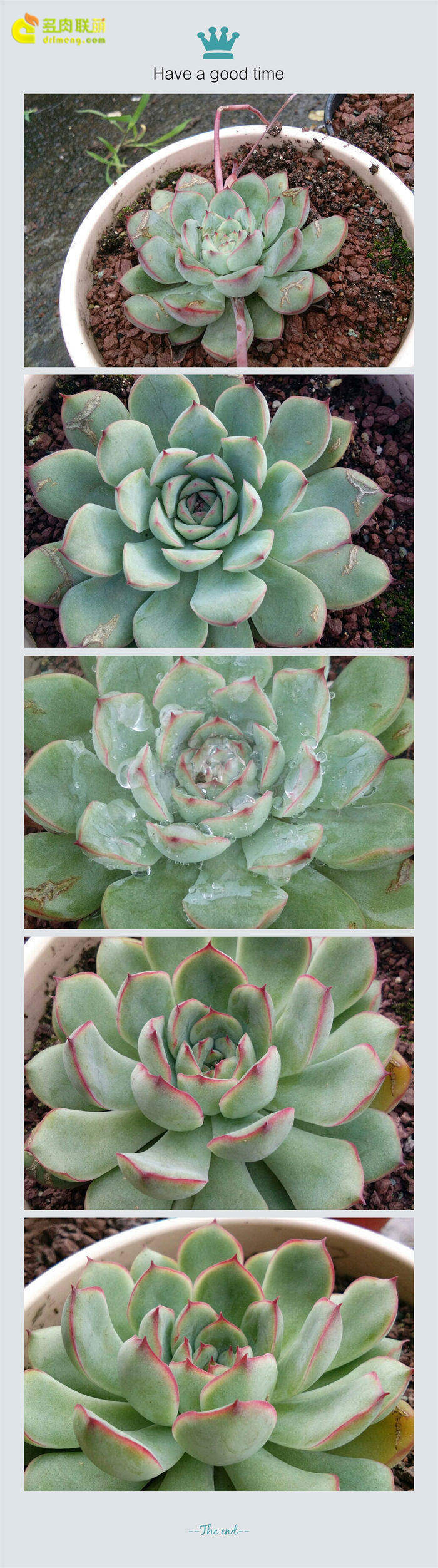 花月夜成长记录