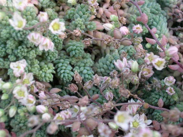 Sedum dasyphyllum Lloyd Praeger