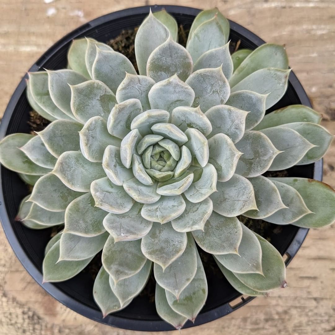 露辛达 Echeveria 'Lucinda'