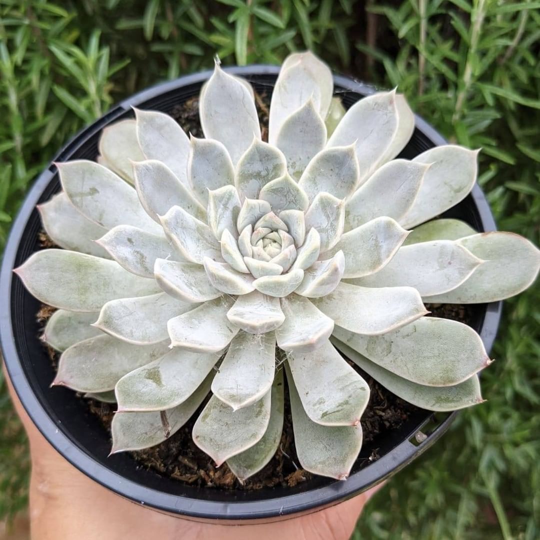 露辛达 Echeveria 'Lucinda'