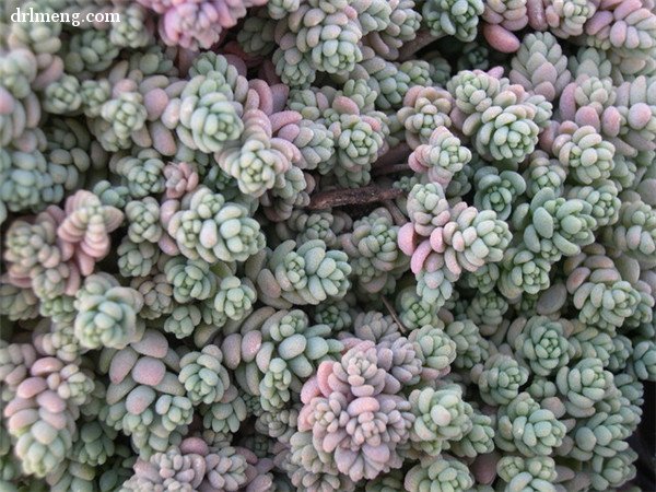 Sedum dasyphyllum Opaline