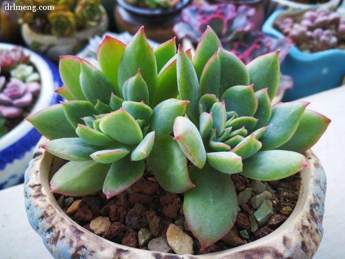 多肉植物夏天怎么遮阴控水通风