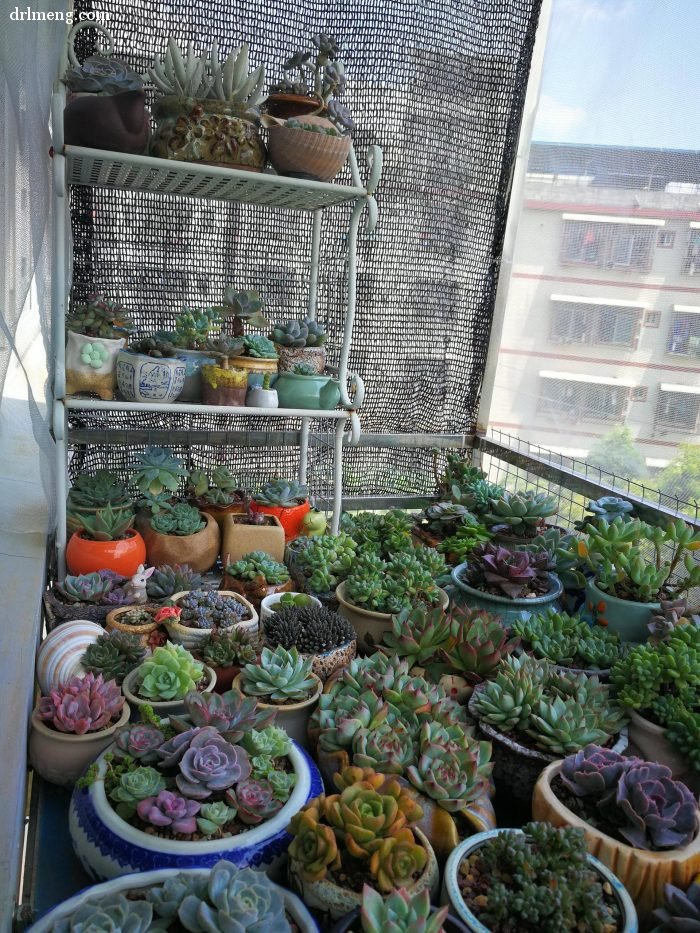 多肉植物夏天怎么遮阴控水通风