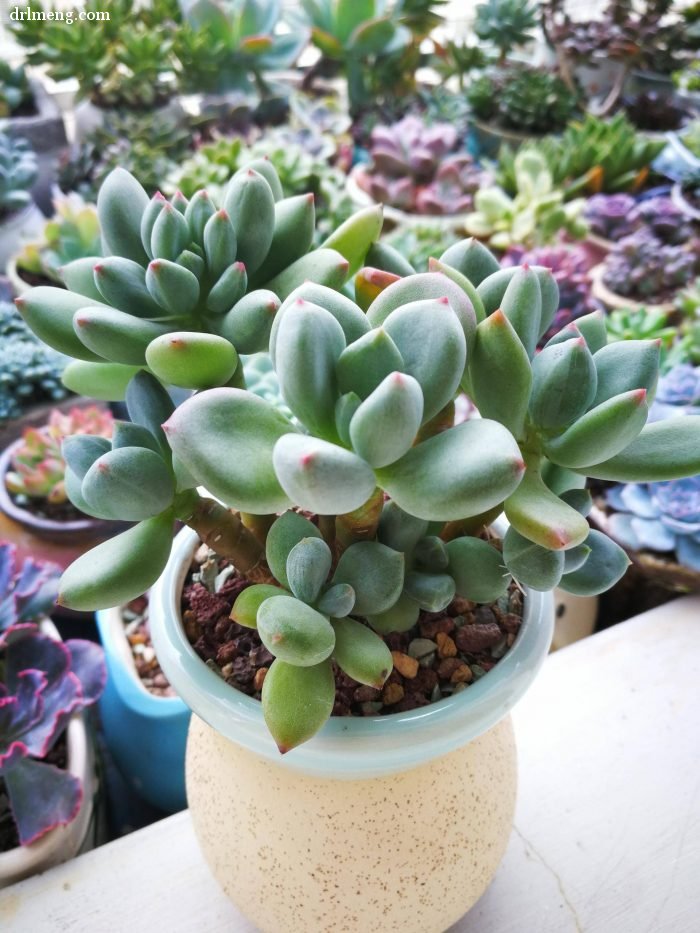 多肉植物夏天怎么遮阴控水通风