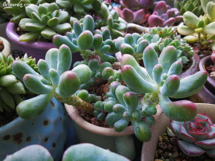 多肉植物夏天怎么遮阴控水通风