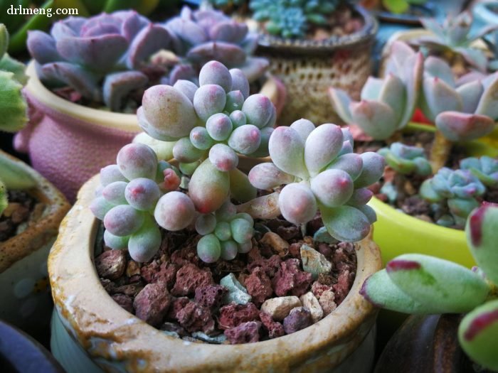 多肉植物夏天怎么遮阴控水通风