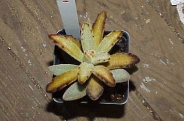 黄金兔